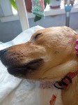 На Сахалине выброшенный на улицу щенок получил жуткие травмы, Фото: 1