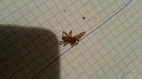 Опасный паук укусил сахалинца , Фото: 2