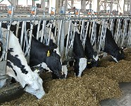 Коров на сахалинской ферме будут катать на «Карусели», Фото: 1