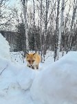 Симпатичная лисичка в Макаровском районе, Фото: 2