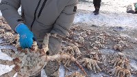 Бреконьеров с 342 крабами задержали на Сахалине, Фото: 3