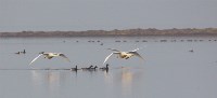 Казарки. Заповедник Курильский, Фото: 8