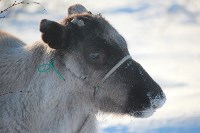 Якутские олени обживаются на севере Сахалина: фоторепортаж из Ногликского района, Фото: 114
