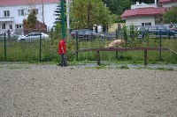 В рамках выставки беспородных собак в Южно-Сахалинске 8 питомцев обрели хозяев, Фото: 266