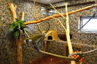 При реконструкции вальеров для обезьян в сахалинском зоопарки использовали мировой опыт, Фото: 7