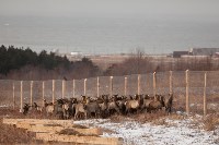 Около сотни благородных оленей доставили на Сахалин, Фото: 46
