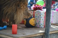Три сотни гостей пришли поздравить льва в сахалинском зоопарке с днем рождения, Фото: 1