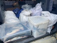 Красную икру и сотни лососей изъяли сотрудники ДПС у двух водителей на Сахалине, Фото: 1
