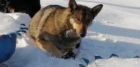 На Сахалине спасли беременную собаку с капканом на лапе, Фото: 8