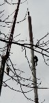 В районе городского парка в Южно-Сахалинске демонтируют 60-метровую антенну, Фото: 5