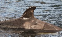 Из "китовой тюрьмы" в Приморье пропала косатка, Фото: 2