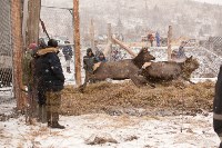 Около сотни благородных оленей доставили на Сахалин, Фото: 24