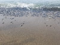 Нерестящаяся мойва выбрасывается на берег в Охотском , Фото: 6