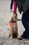 В рамках выставки беспородных собак в Южно-Сахалинске 8 питомцев обрели хозяев, Фото: 279