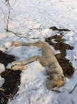 Шкуры убитых собак нашли в лесу у «Олимпии-Парк», Фото: 2