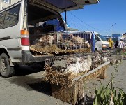 На сахалинской сельскохозяйственной ярмарке можно будет найти работу, Фото: 4