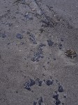 В Анивском районе снова обнаружили пятна мазута, Фото: 2