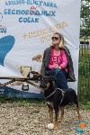 В рамках выставки беспородных собак в Южно-Сахалинске 8 питомцев обрели хозяев, Фото: 90