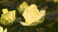 В совхозе «Тепличный» срезают первые в сезоне сахалинские розы, Фото: 3