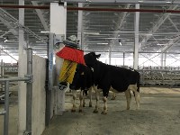 На Сахалин привезли больше 200 коров для нового молочного производства , Фото: 8