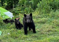 Медведи на Изменчивом, Фото: 7