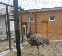Страус на заднем плане явно не доволен что его фотографируют) Зоопарк Южно-Сахалинск.