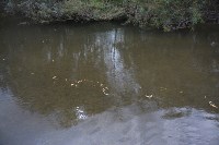 Дефицит кеты отмечен в реках Тунайчи, Фото: 3