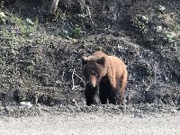 Медведь вышел к людям в районе Арсентьевки, Фото: 3