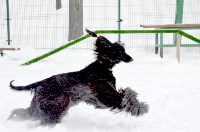 Собачьи бега в Южно-Сахалинске, Фото: 12