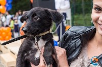 В рамках выставки беспородных собак в Южно-Сахалинске 8 питомцев обрели хозяев, Фото: 15