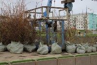 Более 100 цветущих кустарников высадили в Томари, Фото: 9