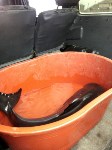 Дельфина спасли на Сахалине сотрудники МЧС , Фото: 2