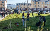 В Новотроицком люди посадили больше 300 деревьев и кустарников, Фото: 4