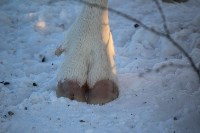 Якутские олени обживаются на севере Сахалина: фоторепортаж из Ногликского района, Фото: 14