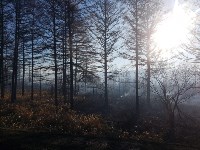 Пал травы перерос в большой природный пожар в окрестностях Березняков, Фото: 4