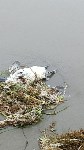 Мёртвые птицы на берегу в Стародубском, Фото: 2