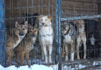 Проект нового сахалинского приюта для безнадзорных животных на 1500 мест проходит экспертизу, Фото: 2