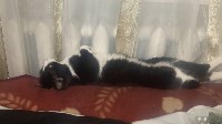 На конкурс astv.ru прислали больше ста фото теплолюбивых сахалинских котиков, и они потрясающие, Фото: 97