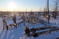 Якутские олени обживаются на севере Сахалина: фоторепортаж из Ногликского района, Фото: 70