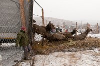 Около сотни благородных оленей доставили на Сахалин, Фото: 17