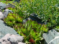 Муж и жена в селе Пятиречье создали во дворе сказочный сад, Фото: 1