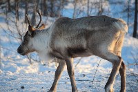 Якутские олени обживаются на севере Сахалина: фоторепортаж из Ногликского района, Фото: 40