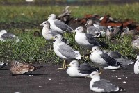 Редкие чайки прилетели на Курилы, Фото: 10