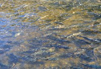 Рыбзавод в Холмском районе оплодотворит 15 миллионов икринок кеты, Фото: 6