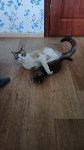 Мужчину, кота и кошку спасли при пожаре в Южно-Сахалинске, Фото: 2