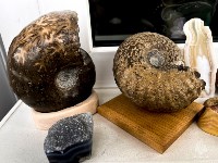 Сахалинский спасатель собрал коллекцию окаменелостей с 60-килограммовым аммонитом, Фото: 9