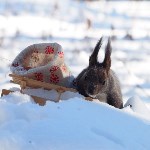 Сказочные фотосессии с белочками устраивает в лесу сахалинка, Фото: 4