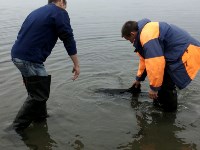 Дельфина спасли на Сахалине сотрудники МЧС , Фото: 4