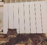 На конкурс astv.ru прислали больше ста фото теплолюбивых сахалинских котиков, и они потрясающие, Фото: 2