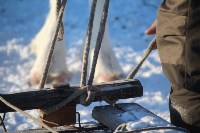 Якутские олени обживаются на севере Сахалина: фоторепортаж из Ногликского района, Фото: 97